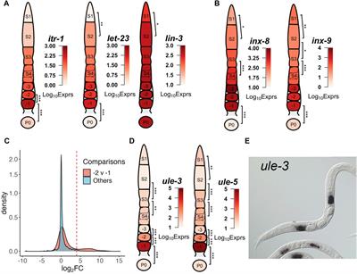 Transcriptomic analysis of the spatiotemporal axis of oogenesis and fertilization in C. elegans